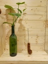 Brush, coco coir