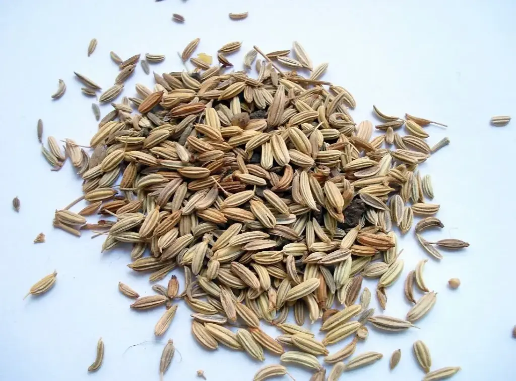 Fennel seeds  - per gm
